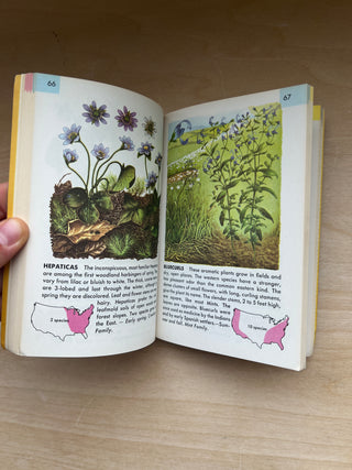 Vintage 1950 Flowers Guide Book